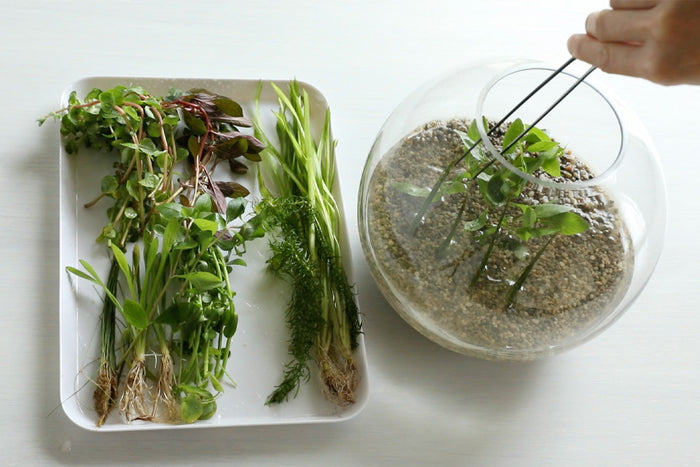 ボトルアクアにおすすめの水草たち