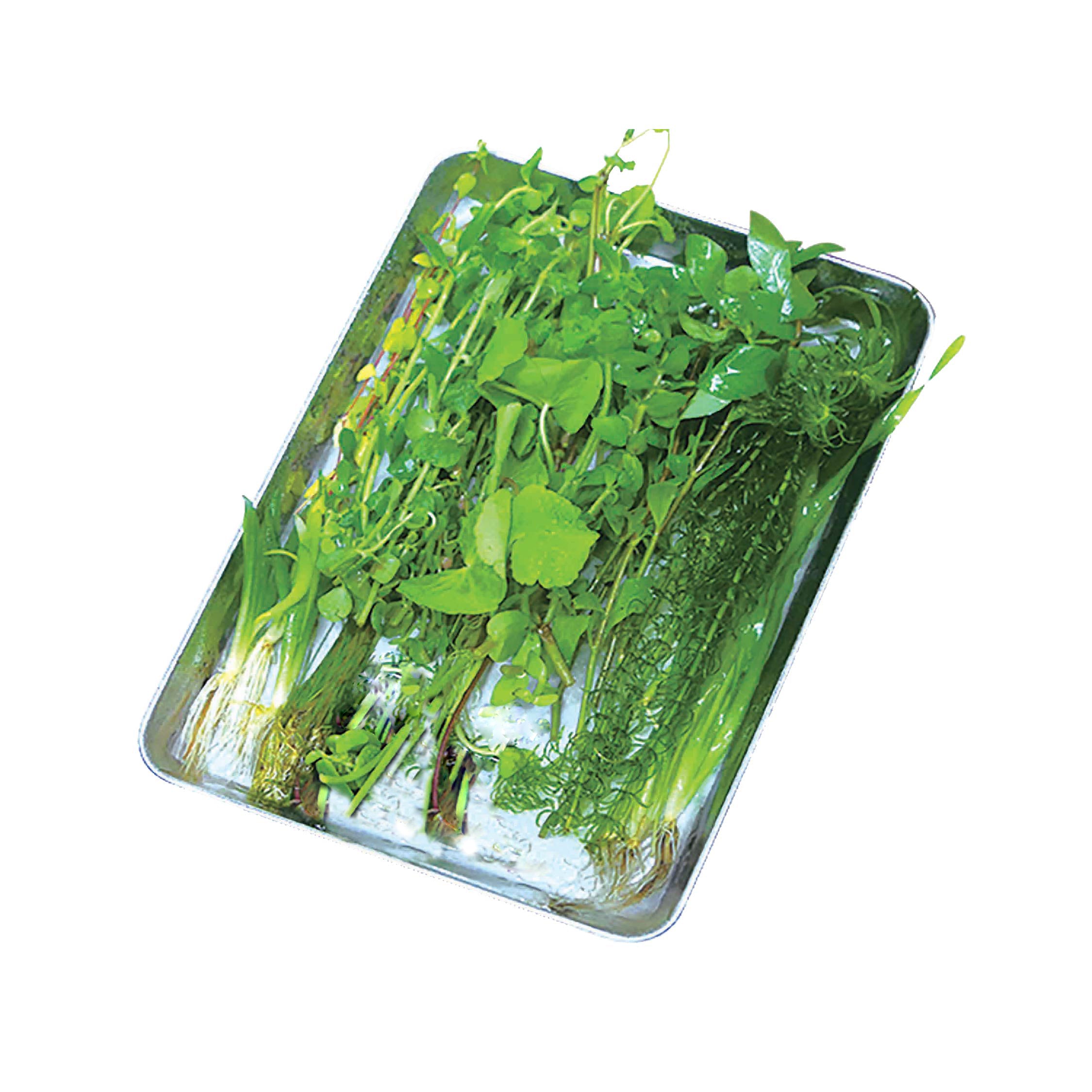 MeGreen 新鮮水草『WEB限定鮮やかセット』●割引対象外●