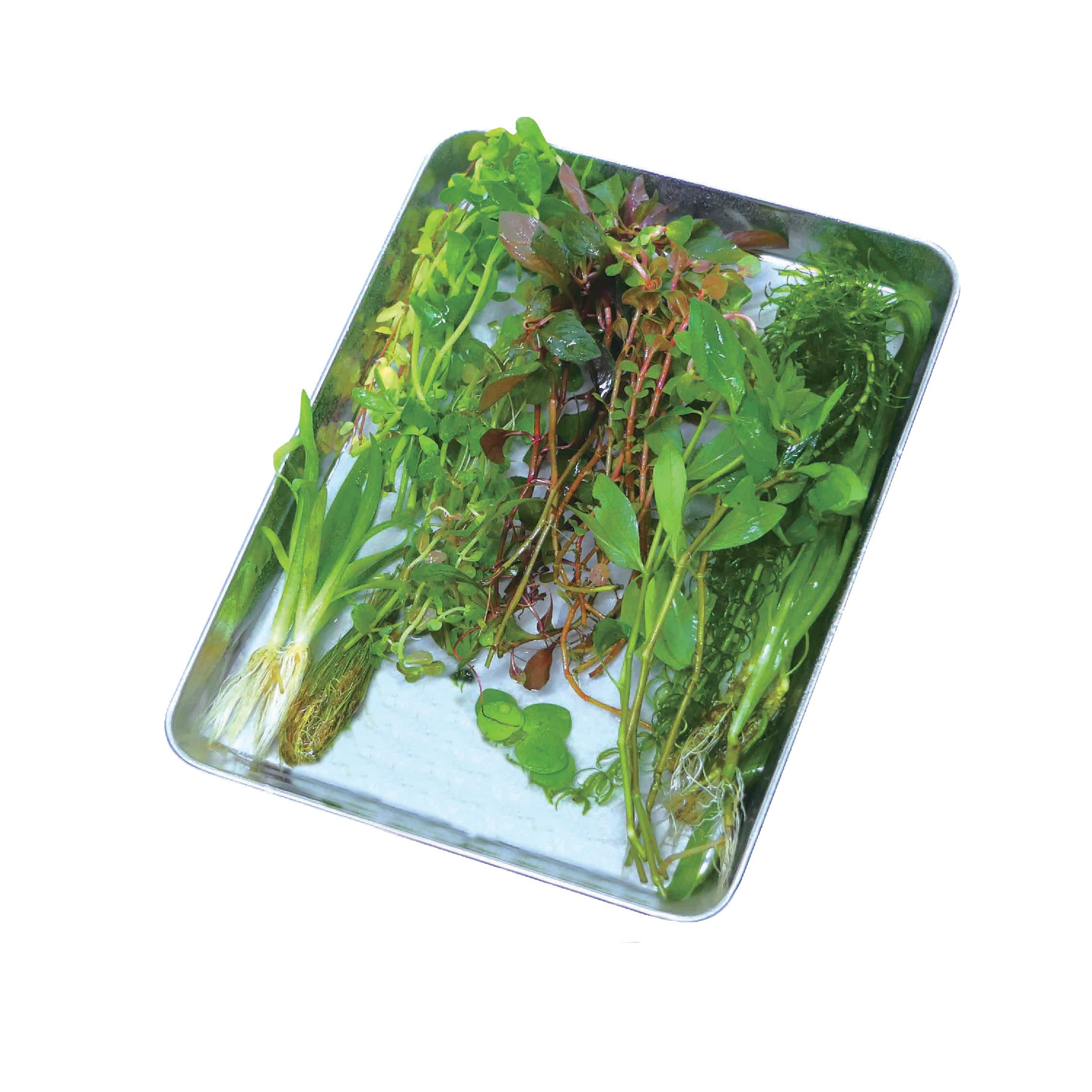 新鮮水草 10種 約50本『彩りセット』 *