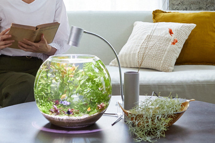 机の上の生態系「ボトルアクア」を始めませんか？