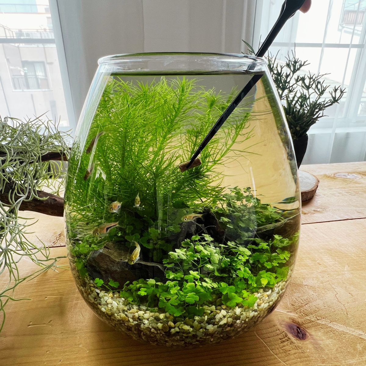 水草を育てる 底砂に埋める栄養ペレット *