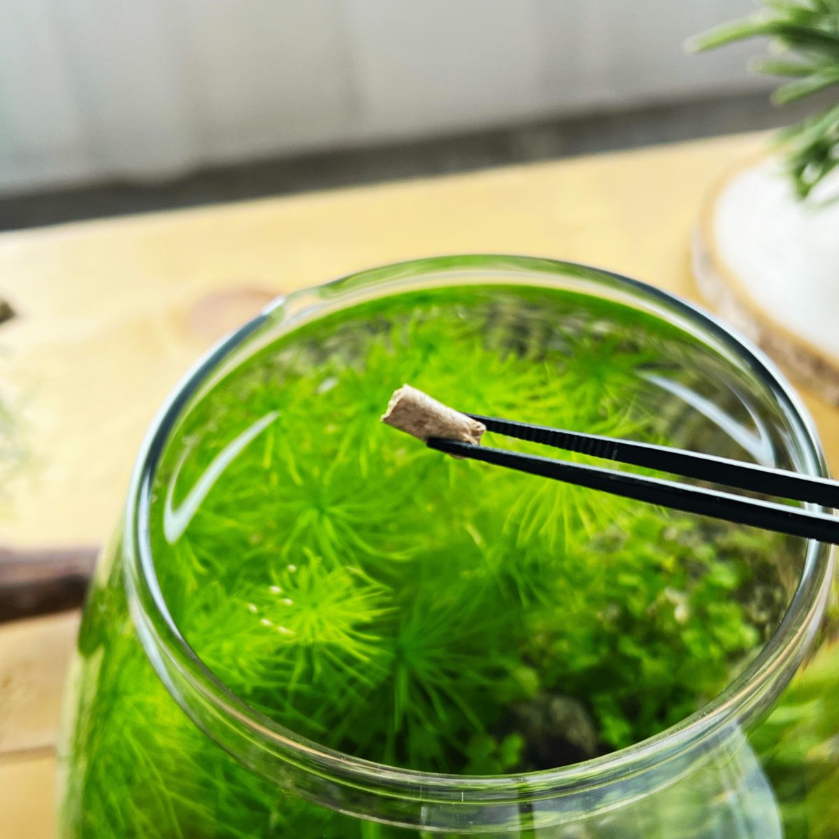 水草を育てる 底砂に埋める栄養ペレット *