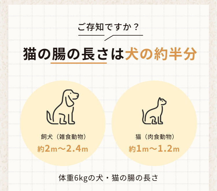 ご存知ですか？猫の腸の長さは犬の半分