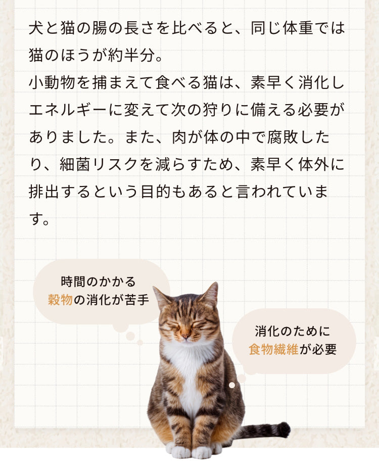 犬と猫の腸の長さを比べると、同じ体重では猫のほうが約半分。小動物を捕まえて食べる猫は、素早く消化しエネルギーに変えて次の狩りに備える必要がありました。また、肉が体の中で腐敗したり、細菌リスクを減らすため、素早く体外に排出するという目的もあると言われています。